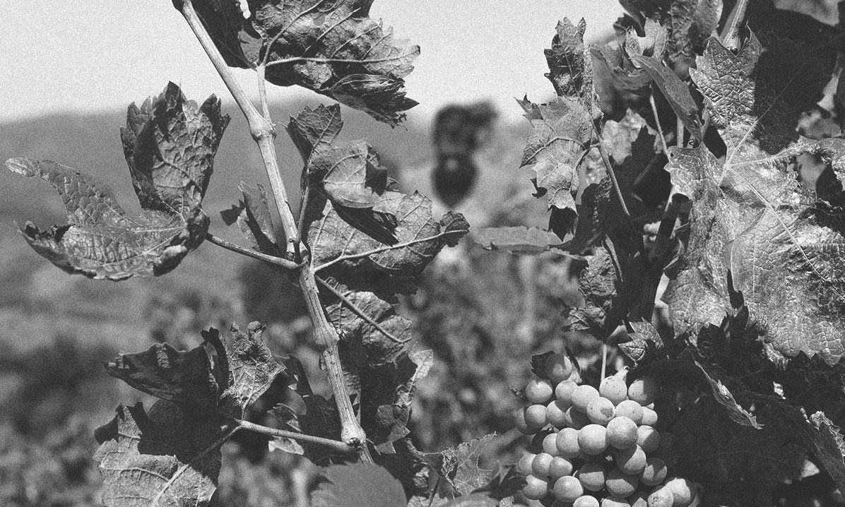Domaine Casot des Mailloles