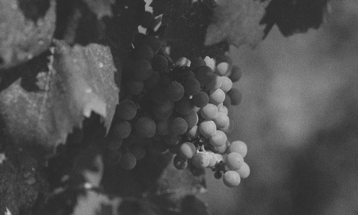 Domaine Casot des Mailloles